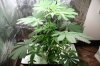 Grow 48.jpg