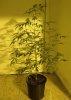 2010_1125Pictures0001.jpg