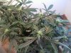 20110127125329.jpg 20110127125329.jpg
