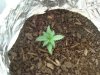 plant one day 21.jpg plant one day 21.jpg