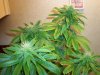 MJ flush 006.jpg