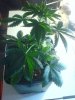 6069NLx-day29_from_seed.jpg