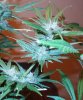 begining week 8 of flowering 016.JPG