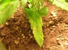 DSCN1467.jpg