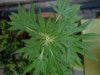 DSC05318.jpg