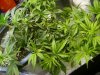 TW day 26 veg.JPG
