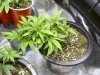 Day 26 veg,GDP.JPG