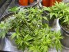 LST TW day 26 veg.JPG