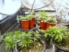 Day 26 of veg.JPG