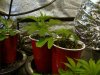 Clones 7 days old.JPG
