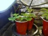 7days old clones.JPG