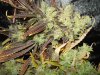 DSC04693.jpg