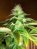 MJ Porn 019.jpg