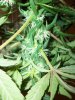 MJ Porn 031.jpg
