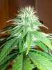 MJ Porn 027.jpg