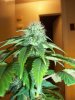 MJ Porn 028.jpg