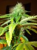 MJ Porn 014.jpg MJ Porn 014.jpg