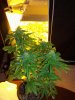 MJ Porn 012.jpg