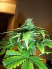 MJ Porn 015.jpg