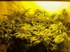 MJ Porn 013.jpg