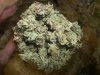Blue Hash (6).jpg