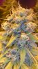 budzoom5.jpg