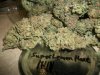 Super Lemon Haze (3).jpg