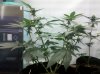 IMG_20110130_022040.jpg