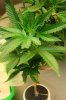 Recovering Nicely 006 (333x500).jpg