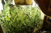 grow3.jpg