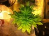 La Blanka (2).jpg
