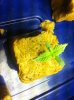 Sick Plant No2 - Shot 2.jpg