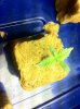 Sick Plant No2 - Shot 3.jpg