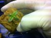 Sick Plant No1 - Shot 2.jpg