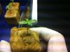 Sick Plant No1 - Shot 1.jpg