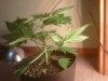 IMG00497-20110204-2043.jpg