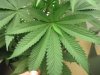 21mutantleaf6.jpg