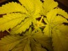 DSC00265.jpg