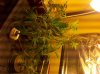 2011-01-31_19-35-51_535.jpg