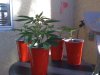 New Clones,Day 12,Veg.jpg