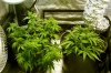 Day 31 Veg,Transplanted Trainwreck & GDP 3gallons.jpg