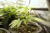 Day 12 Of Veg,OG Kush.jpg