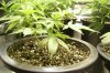 Day 12 Of Veg,GrapApe.jpg