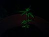 my plant 6 weeks.jpg