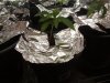 Garden Foil 001.jpg