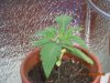 DSCN0479.jpg
