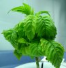 plant-A-close.jpg