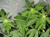 plant pics 021.jpg