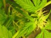 plant pics 002.jpg