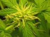 plant pics 001.jpg